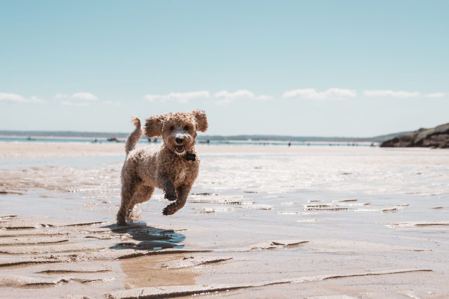 dog jumping on dog friendly beach in cornwall