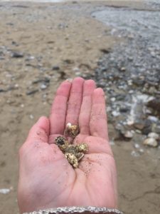 SAS beach clean