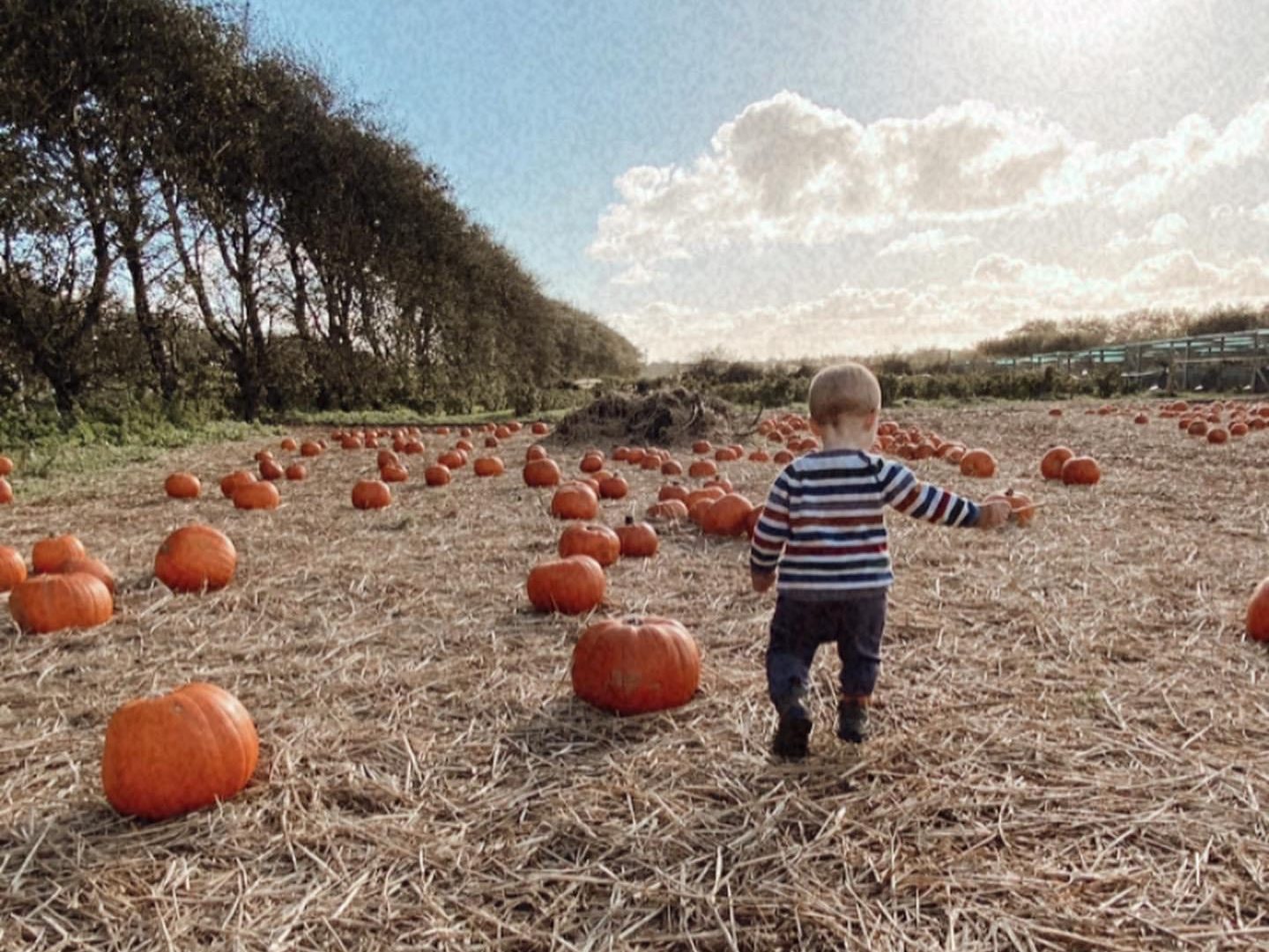 Toddler walking through pumpkin patch in sunshine wearing stripy jumper family friendly October half term activity in Cornwall