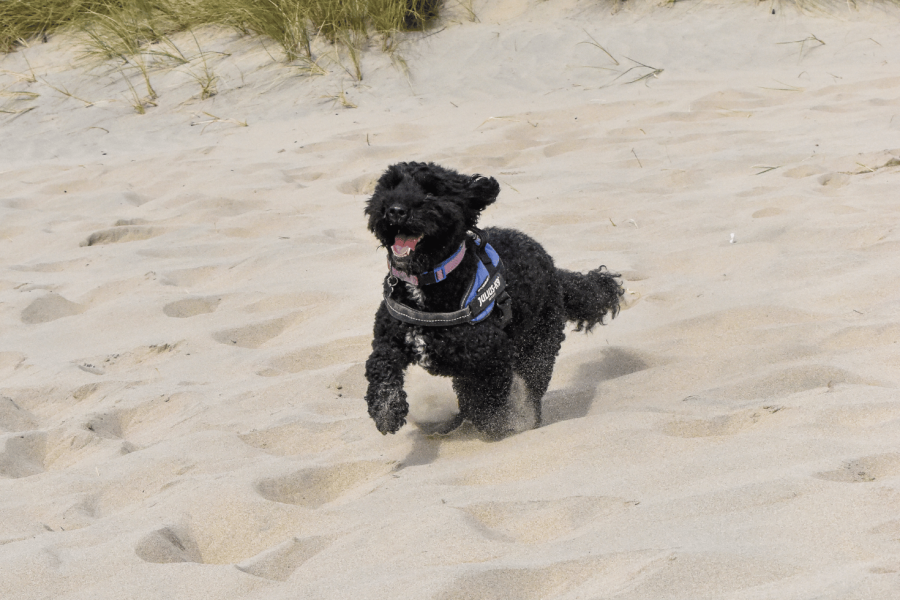 Black fluffy dog running down sand dunes in dog friendly Cornwall on Perranporth sands