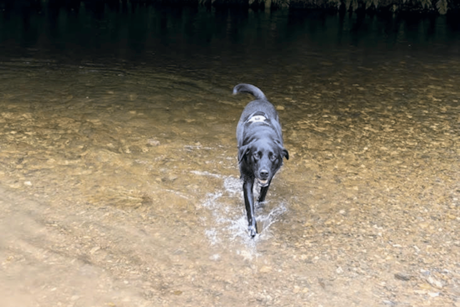 Black lab dog running through water in dog friendly cornwall