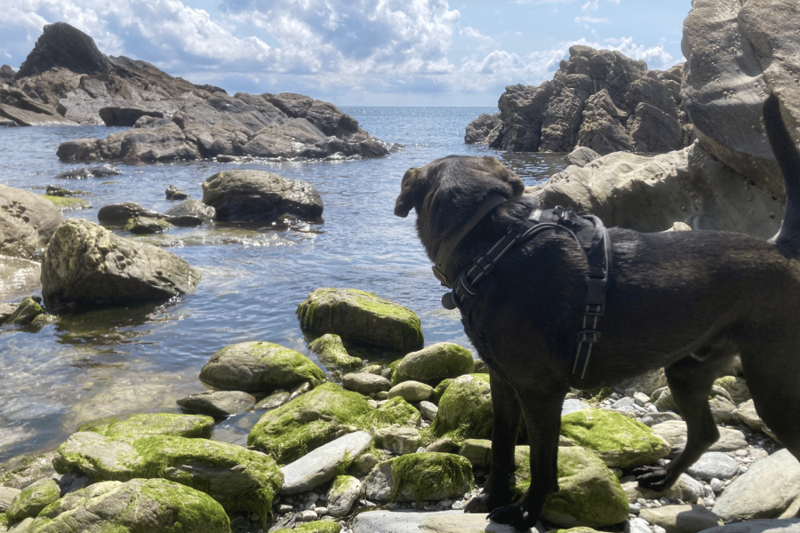 Black Labrador dog in harness looking out to sea over rocks and rock pools with green seaweed