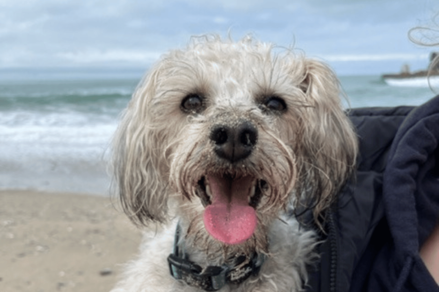 Happy white dog with tongue out at seaside in Cornwall being held by owner