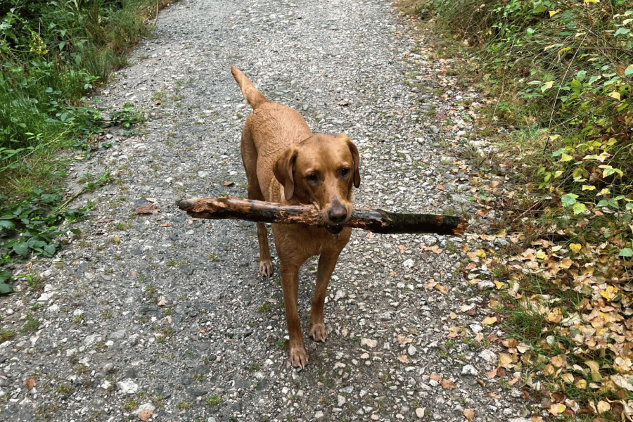 Brown dog holding stick on walk in woodlands in Cornwall