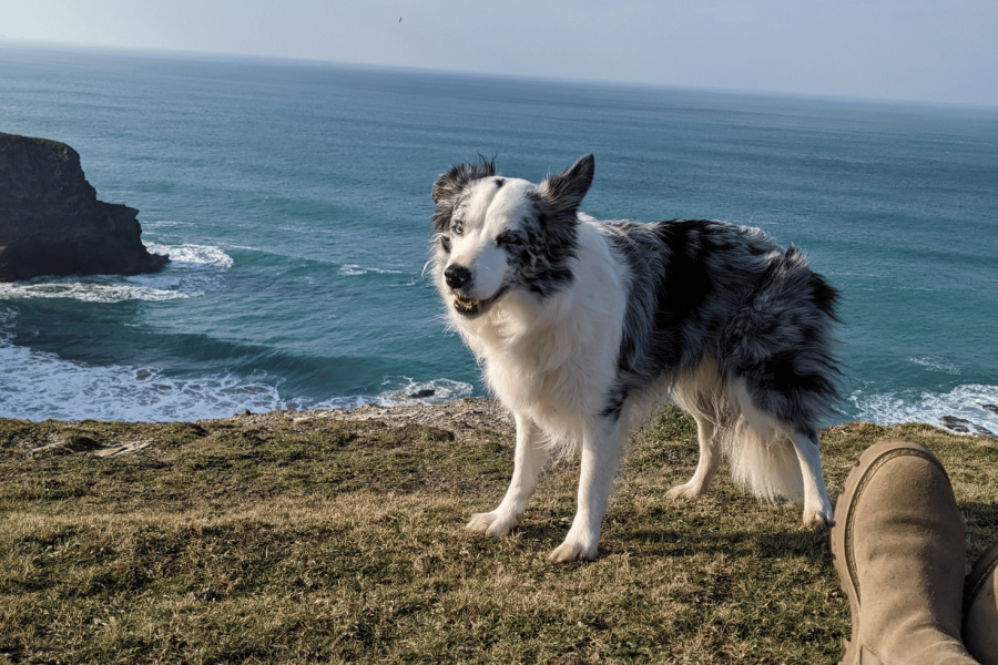 Dog friendly location in Cornwall back and white dog in front of sea on grassy cliffside