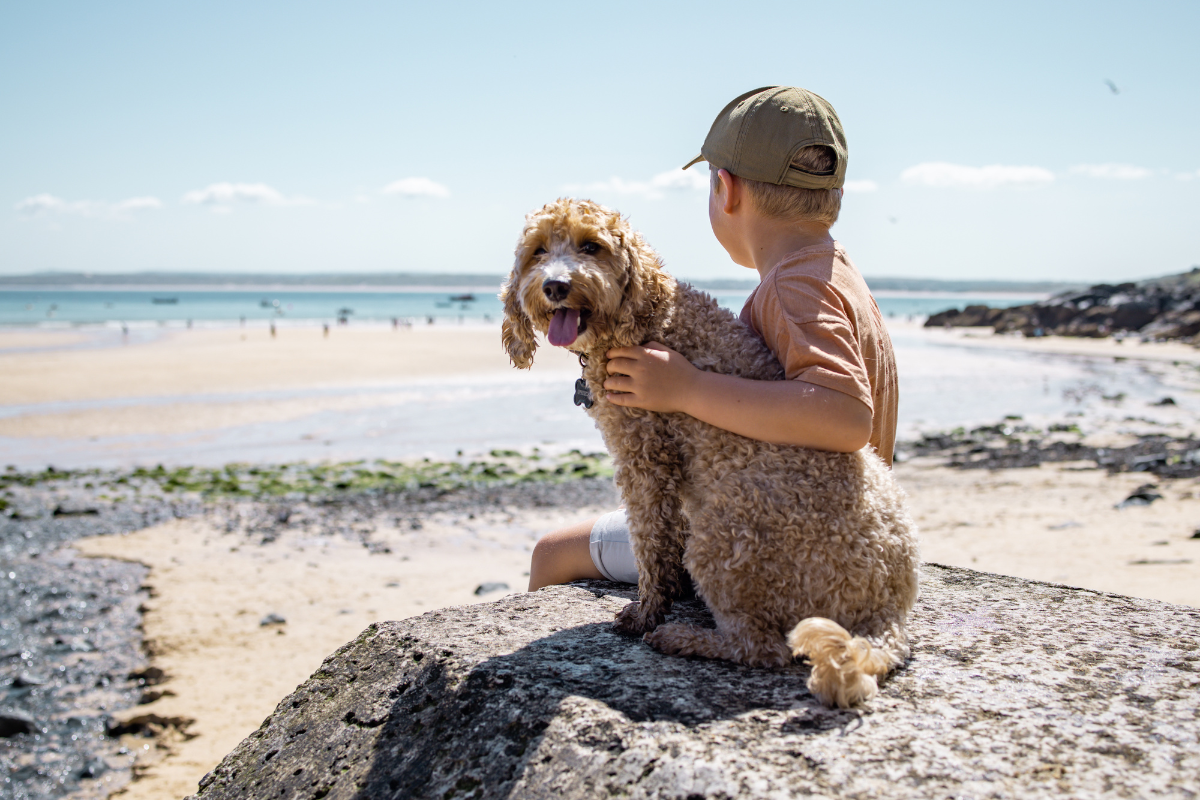 Dog-friendly Cornwall: Where to stay, walk and explore with your four-legged friend